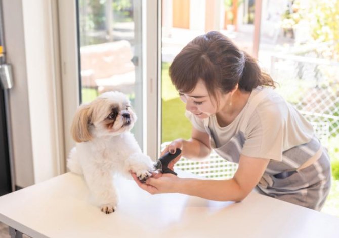 トリミングサロン開業に必要な資格の写真